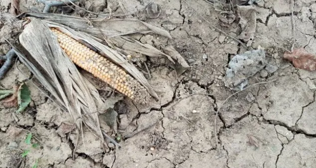 Picture of drought