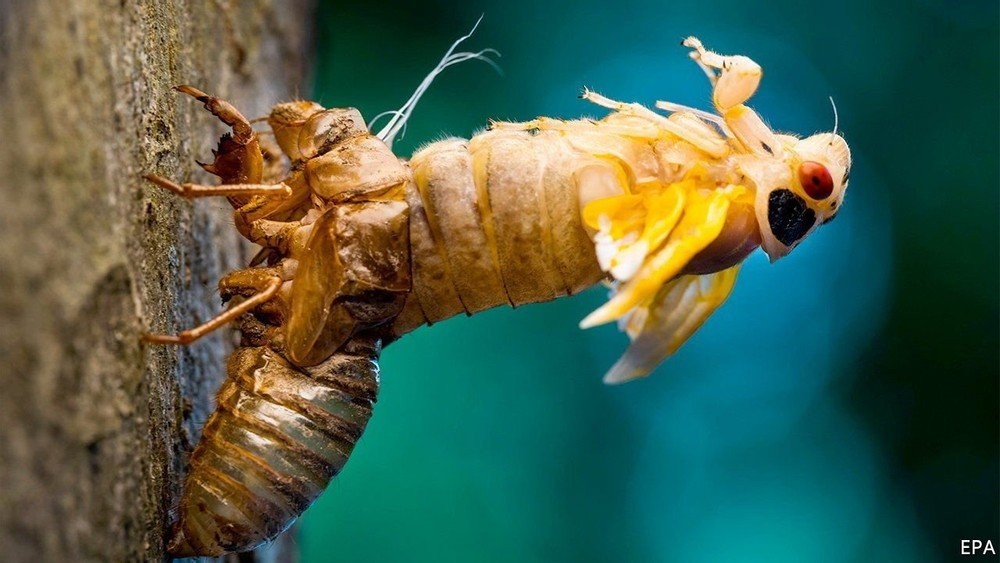 Cicada mating